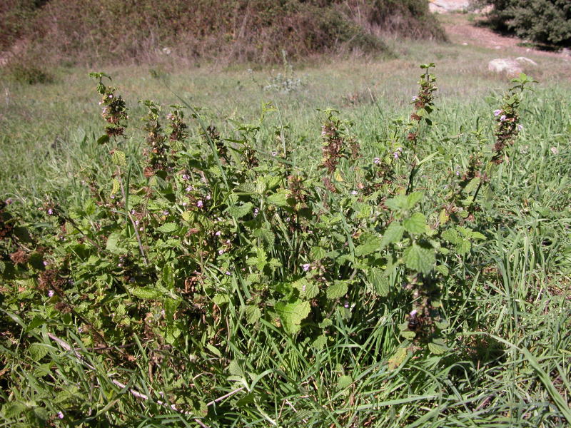 Pianta campagne ITTIREDDU - Ballota nigra. subsp. uncinata